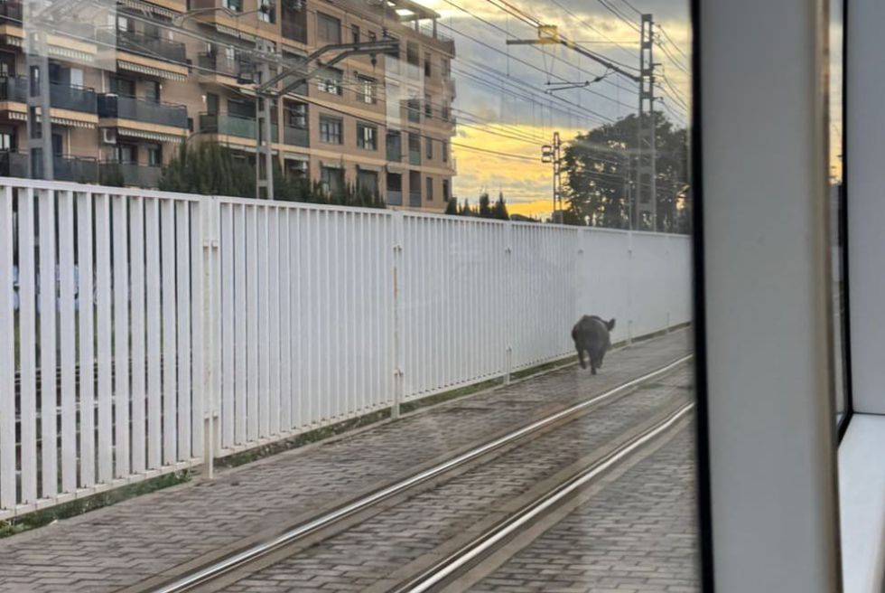 Un porc senglar provoca retards a Metrovalència