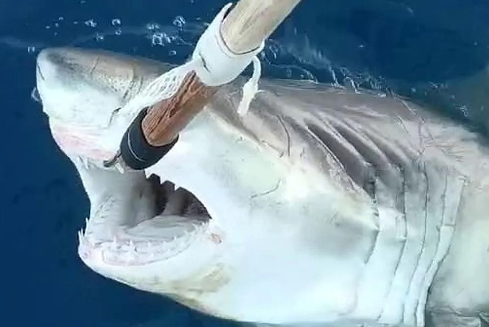 Es confirma la presència d'un tauró blanc en aigües d’Alacant