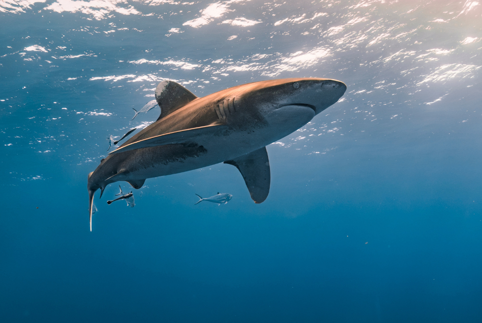 Un tauró ataca un alacantí a Maldives i queda en estat greu