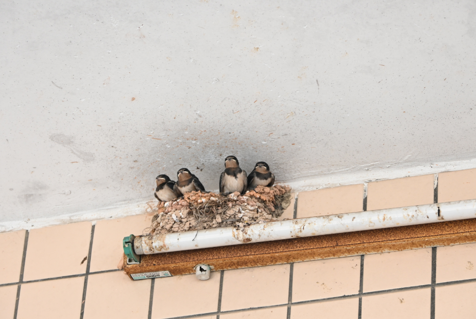 Llevar els nius d'oroneta pot suposar una greu sanció